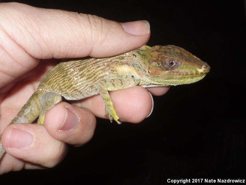 Knight Anole (Anolis equestris)