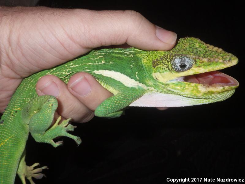 Knight Anole (Anolis equestris)