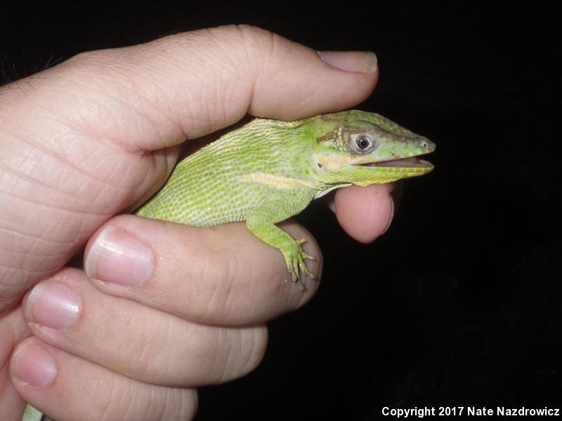 Knight Anole (Anolis equestris)