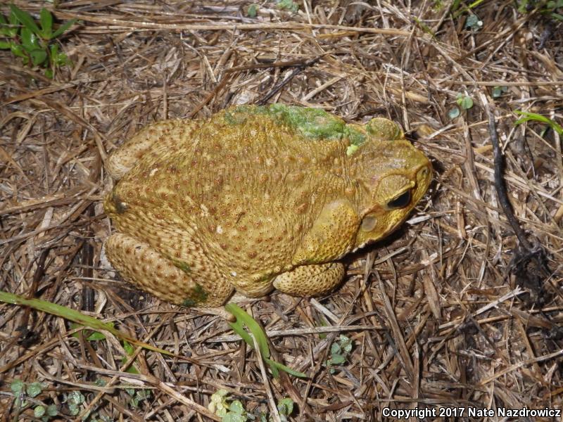 Cane Toad (Rhinella marina)