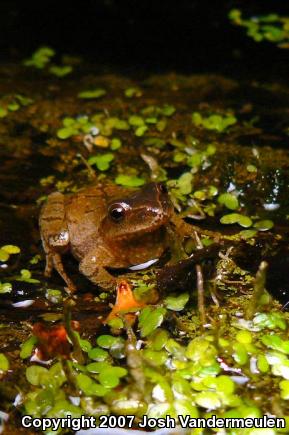 Northern Spring Peeper (Pseudacris crucifer crucifer)