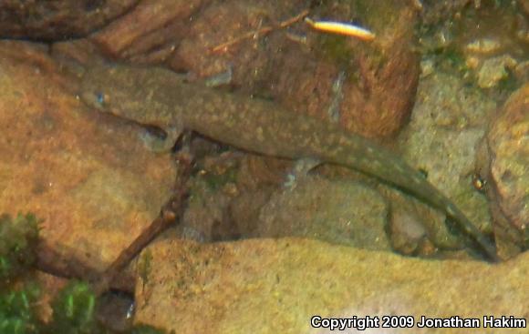 Cope's Giant Salamander (Dicamptodon copei)