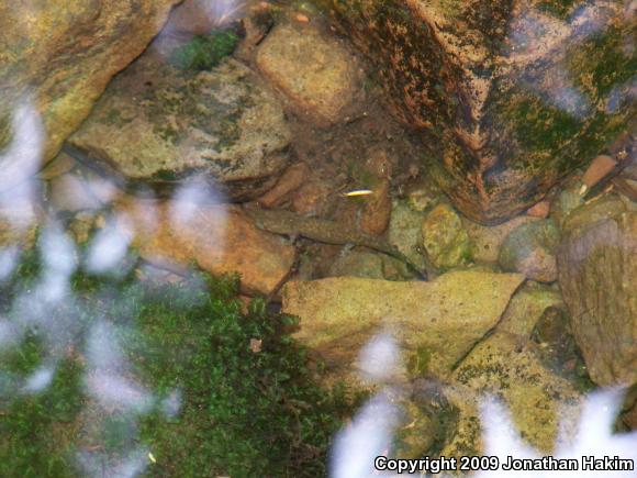 Cope's Giant Salamander (Dicamptodon copei)