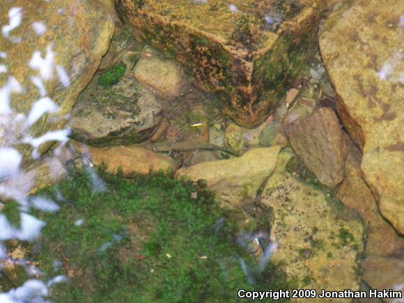 Cope's Giant Salamander (Dicamptodon copei)