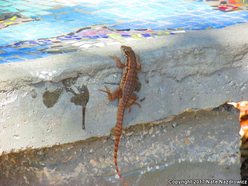 Northern Curly-tailed Lizard (Leiocephalus carinatus)