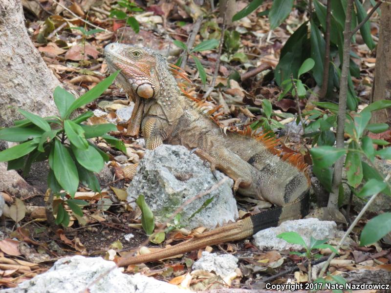 Green Iguana (Iguana iguana)