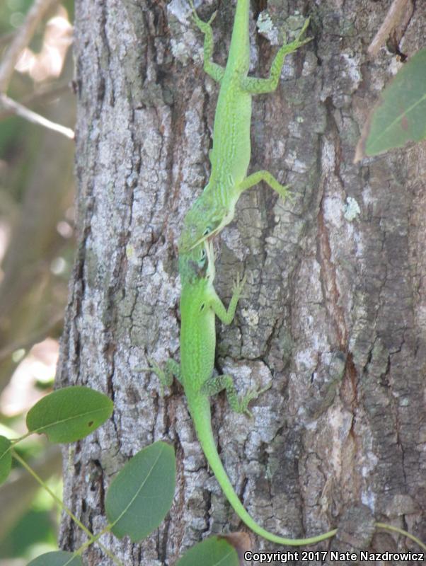 Cuban Green Anole (Anolis porcatus)