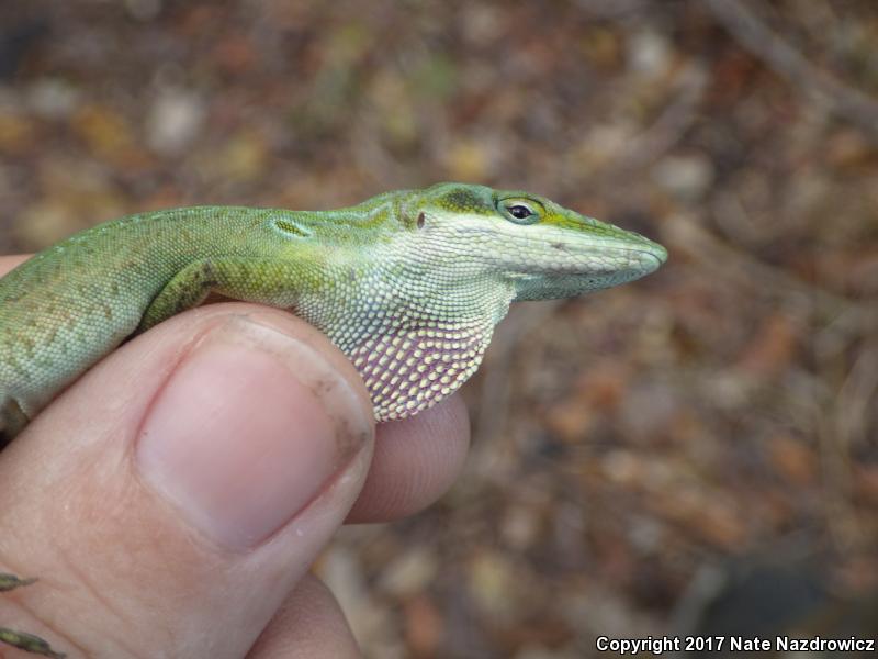 Cuban Green Anole (Anolis porcatus)