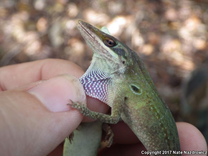 Cuban Green Anole (Anolis porcatus)