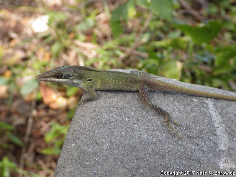 Cuban Green Anole (Anolis porcatus)