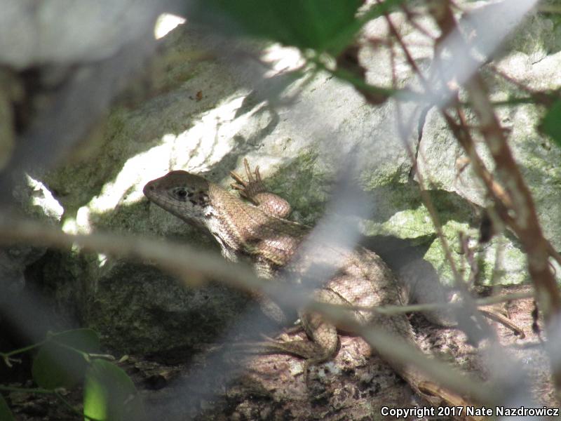 Northern Curly-tailed Lizard (Leiocephalus carinatus)