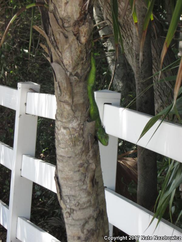 Green Iguana (Iguana iguana)