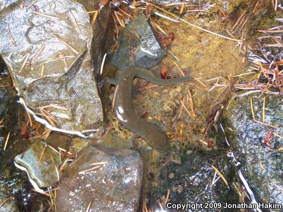 Cope's Giant Salamander (Dicamptodon copei)