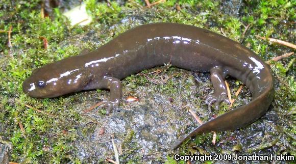 Cope's Giant Salamander (Dicamptodon copei)