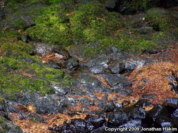 Cope's Giant Salamander (Dicamptodon copei)