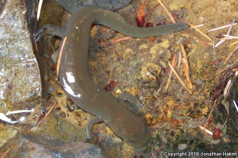 Cope's Giant Salamander (Dicamptodon copei)