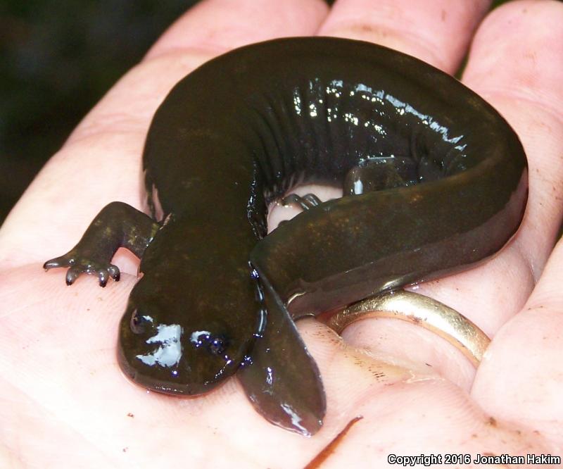 Cope's Giant Salamander (Dicamptodon copei)