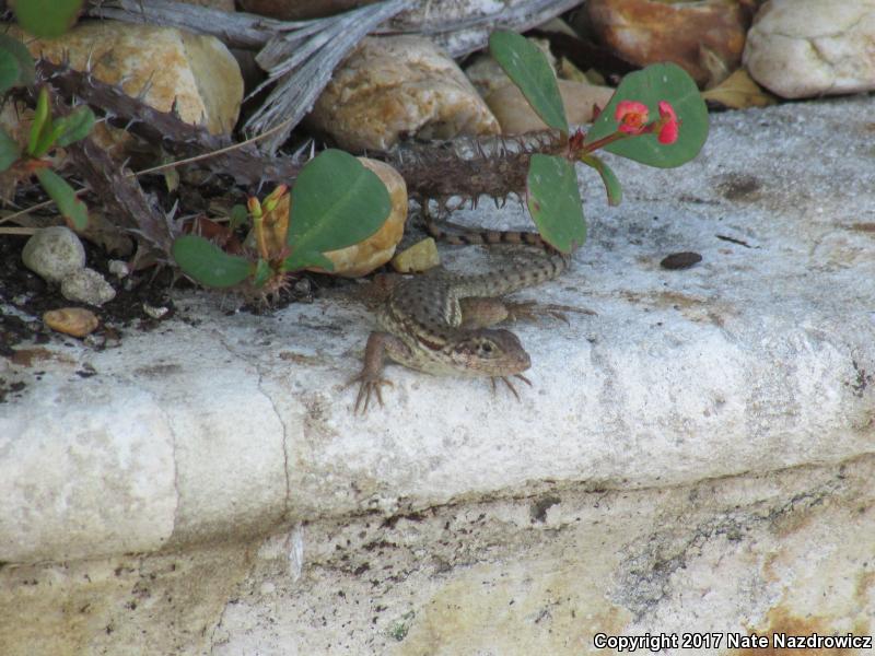 Northern Curly-tailed Lizard (Leiocephalus carinatus)