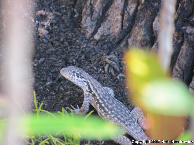 Northern Curly-tailed Lizard (Leiocephalus carinatus)