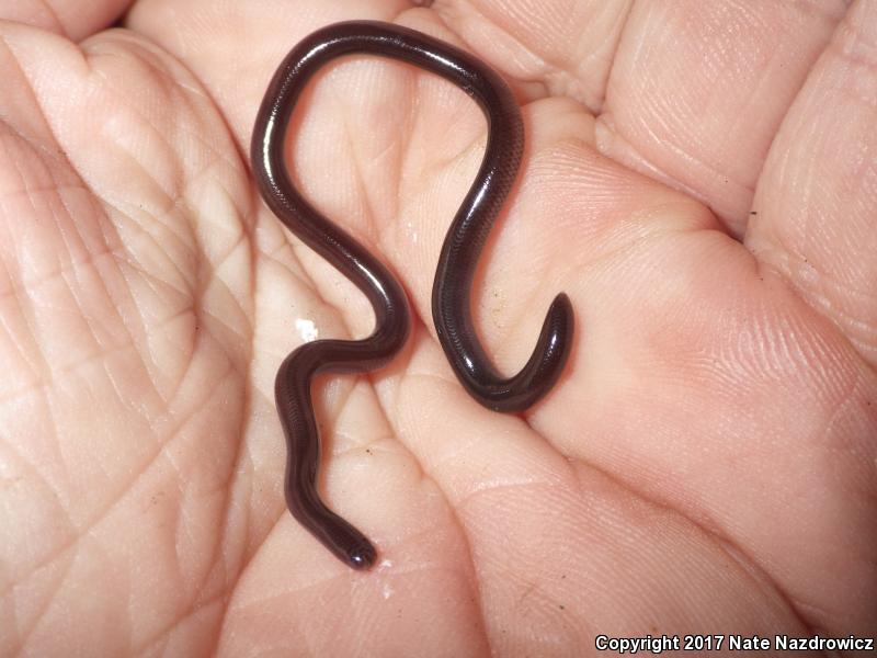 Brahminy Blindsnake (Ramphotyphlops braminus)