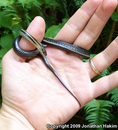 Northwestern Gartersnake (Thamnophis ordinoides)