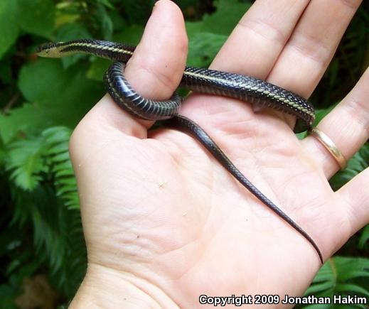 Northwestern Gartersnake (Thamnophis ordinoides)