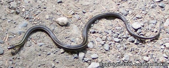 Northwestern Gartersnake (Thamnophis ordinoides)