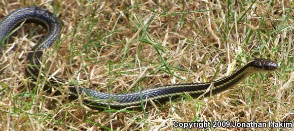 Northwestern Gartersnake (Thamnophis ordinoides)