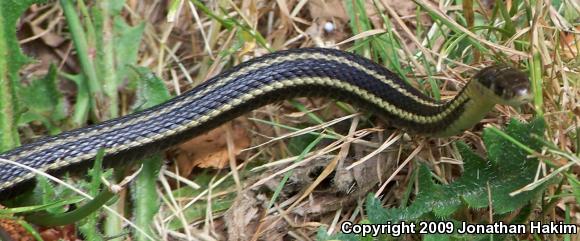 Northwestern Gartersnake (Thamnophis ordinoides)