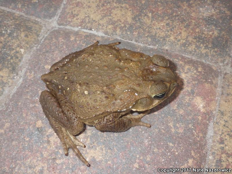 Cane Toad (Rhinella marina)