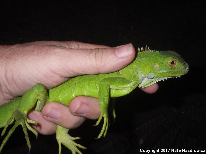 Green Iguana (Iguana iguana)