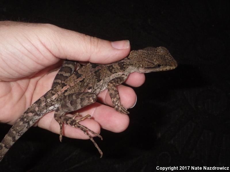 Brown Basilisk (Basiliscus vittatus)