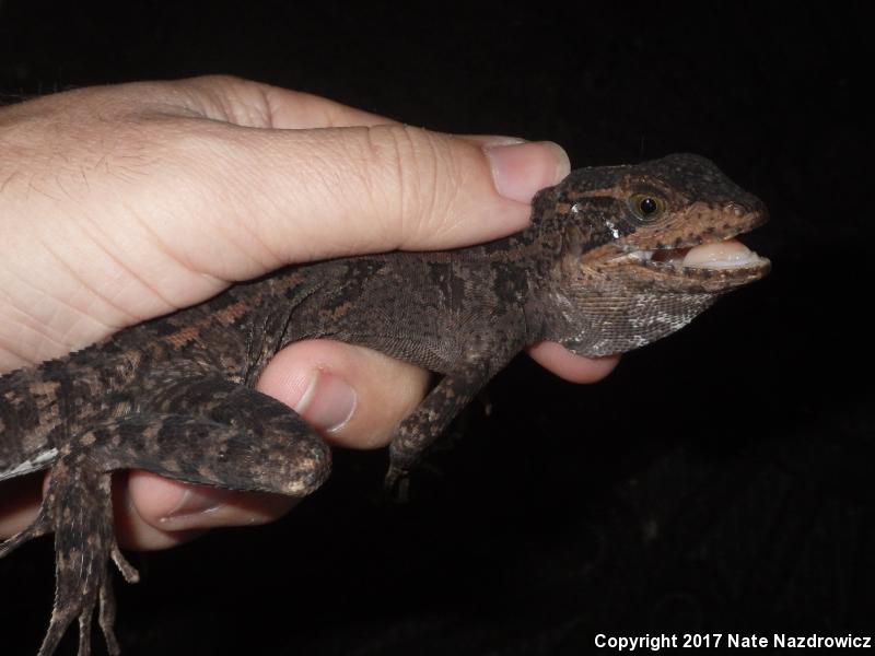 Brown Basilisk (Basiliscus vittatus)