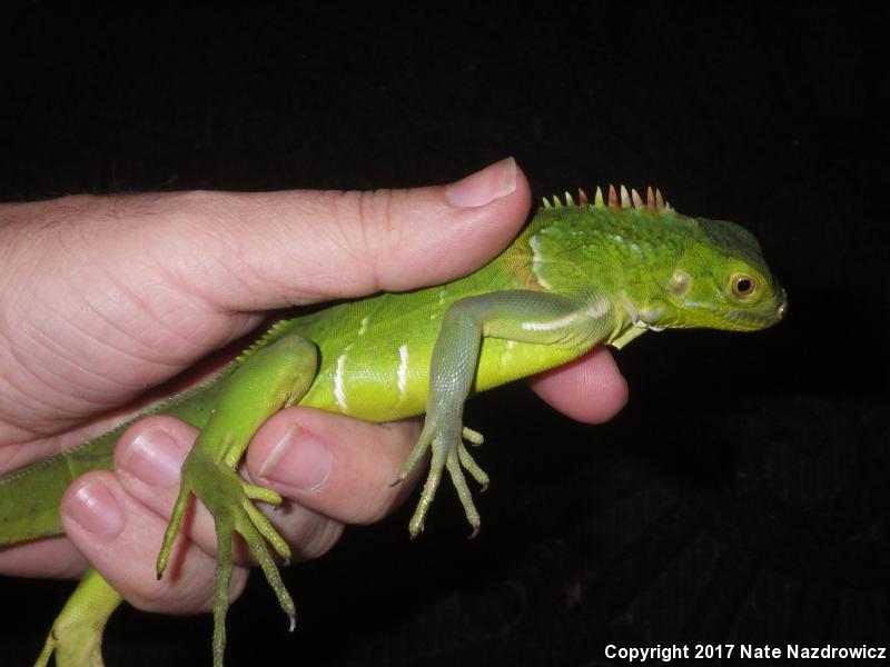 Green Iguana (Iguana iguana)