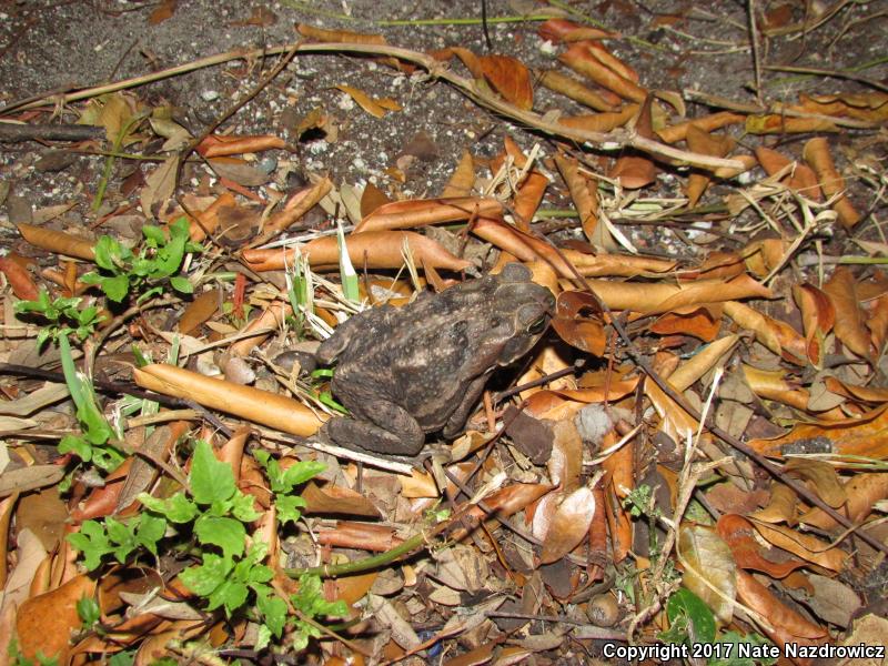 Cane Toad (Rhinella marina)