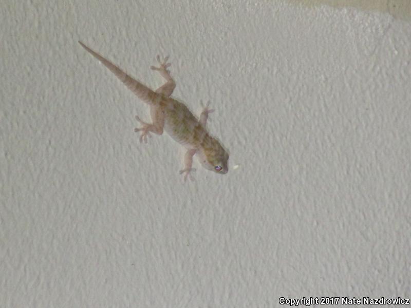 Ringed Wall Gecko (Tarentola annularis)