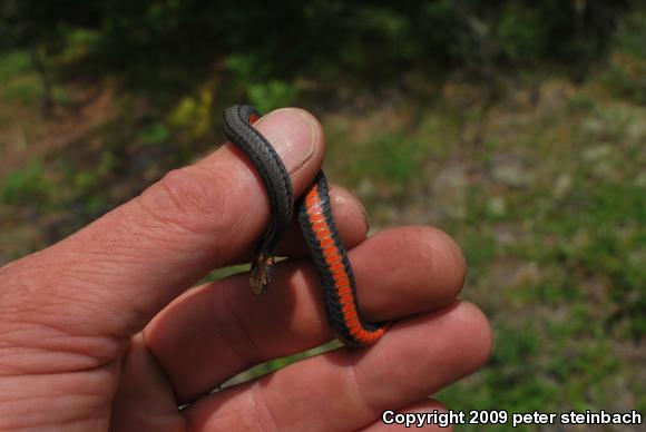 Red-bellied Snake (Storeria occipitomaculata)