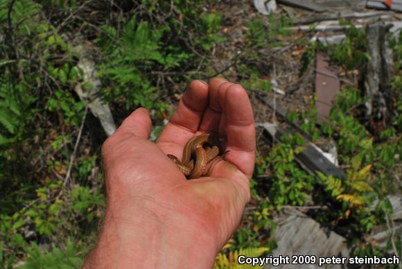 Red-bellied Snake (Storeria occipitomaculata)