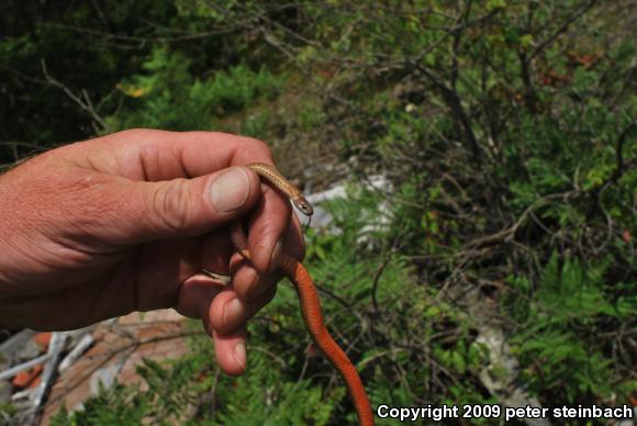 Red-bellied Snake (Storeria occipitomaculata)