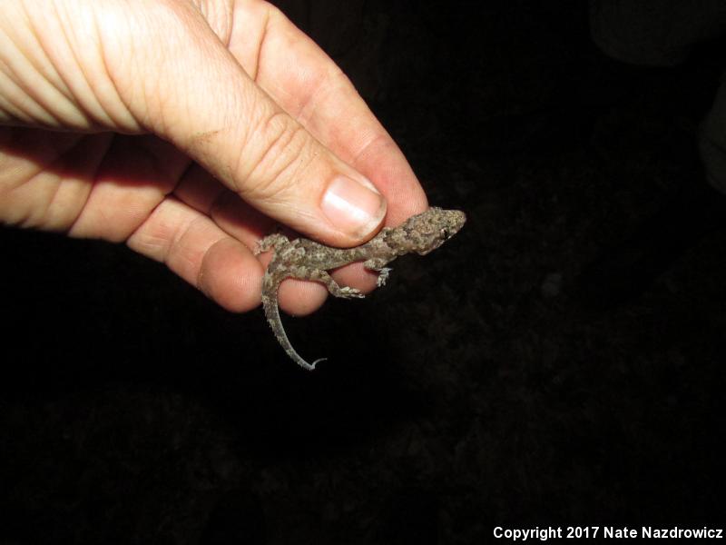 Wood Slave (Hemidactylus mabouia)