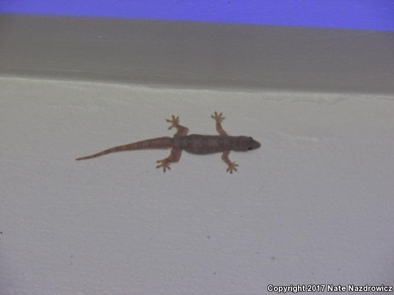 Flat-tailed House Gecko (Cosymbotus platyurus)