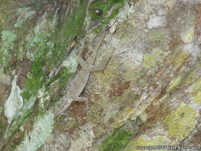 Bark Anole (Anolis distichus)