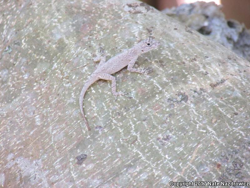 Bark Anole (Anolis distichus)