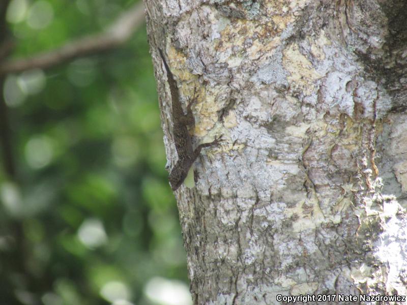 Bark Anole (Anolis distichus)