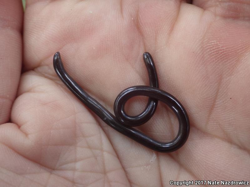 Brahminy Blindsnake (Ramphotyphlops braminus)