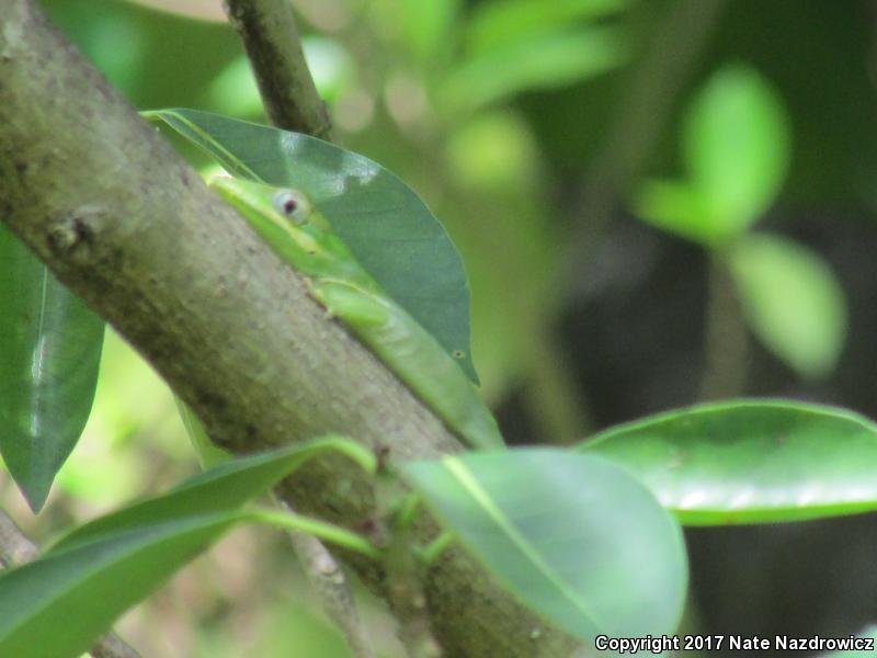 Knight Anole (Anolis equestris)