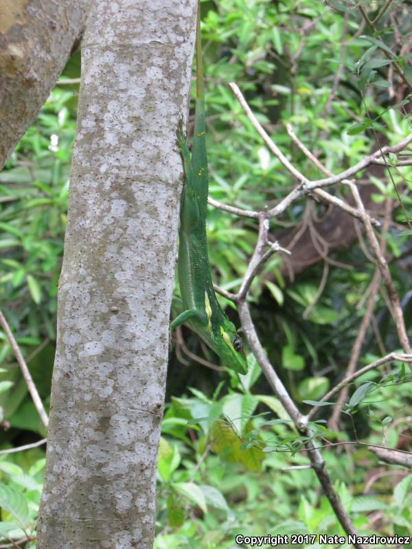 Knight Anole (Anolis equestris)