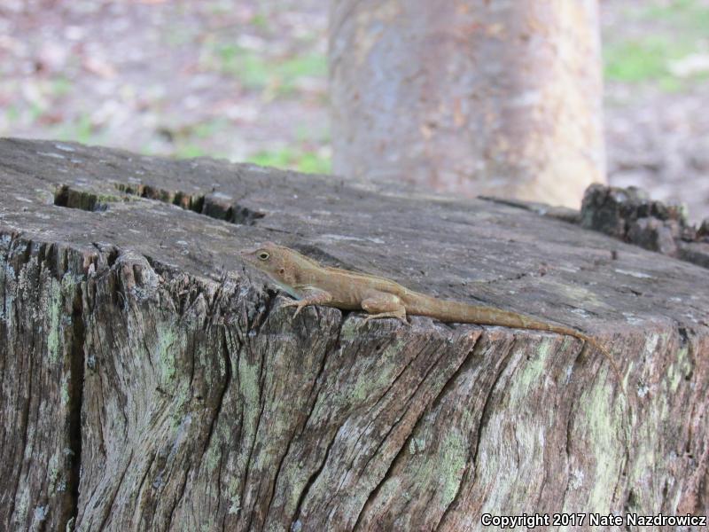 Crested Anole (Anolis cristatellus)