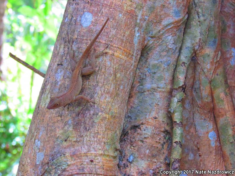 Crested Anole (Anolis cristatellus)