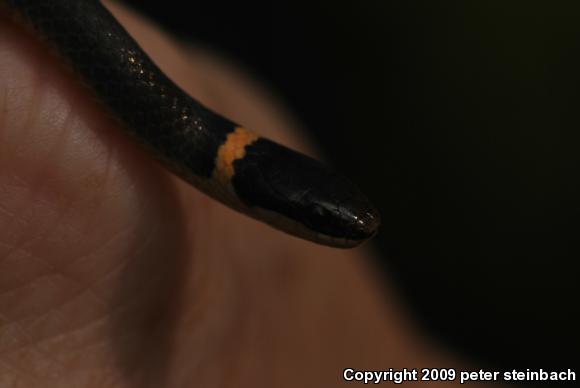 Northern Ring-necked Snake (Diadophis punctatus edwardsii)